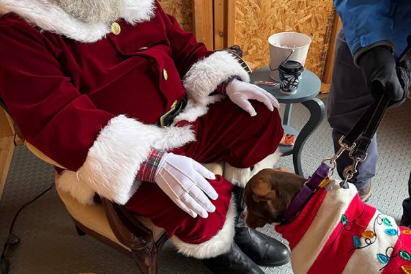 Santa Dog